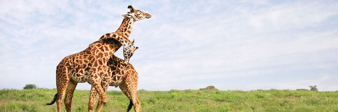 Kenya Safari Tours